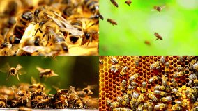 Bee swarm, bees flying. Honeybees. Funny animals. Slow Motion 4K video. collage