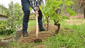 Farmer with hoe works the land in the vineyard. Agricultural industry, winery. Footage.