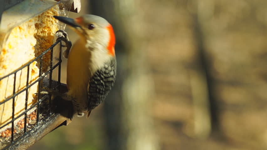 Red-bellied Woodpecker female vocals, winter birdfeeder in Georgia