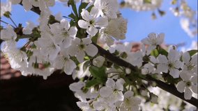 Footage clips of white cherry blossom flowers at spring, some with cute bees. 
