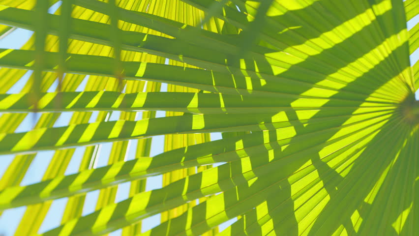 Green Leaf Of Palm Tree. Green Leaves On Green Background. Summer Vacation. Close up.
