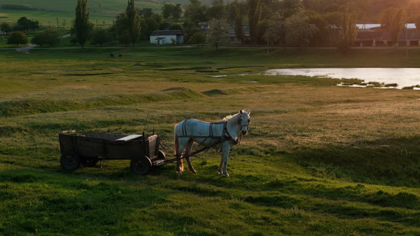 White Horse-Drawn Cart Traversing a Lush Green Field with a Pond at sunset