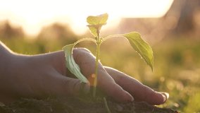 Close up child hands planting green trees sprout in ground. Small seedling put down by its roots into arable land and corrected by pressing soil with girls arms. Against warm shine of sun at sunset - Powered by Shutterstock - Get 15% off with code: PIKWIZARD15