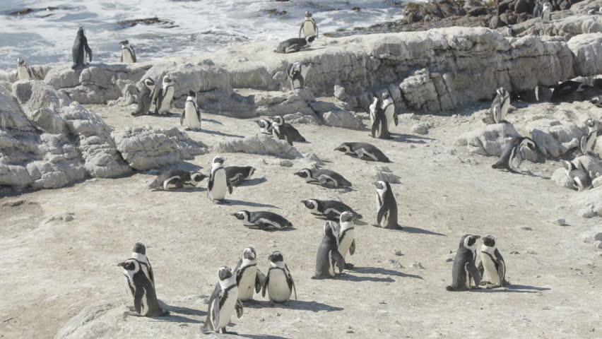 African Penguin Large Group Near Coastline Hanging Out and Waddling Around