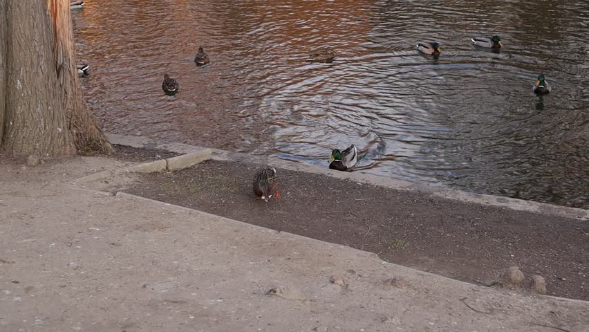 Lake in a park with Ducks and other Water Birds