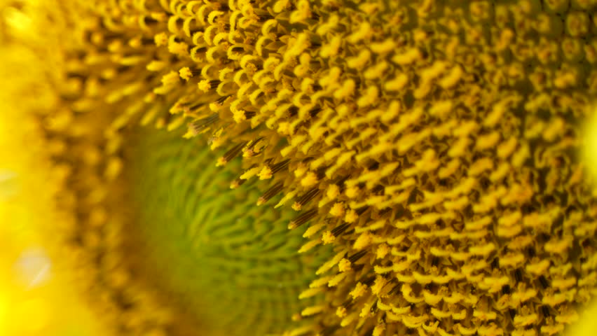 Close up picture of sunflower.