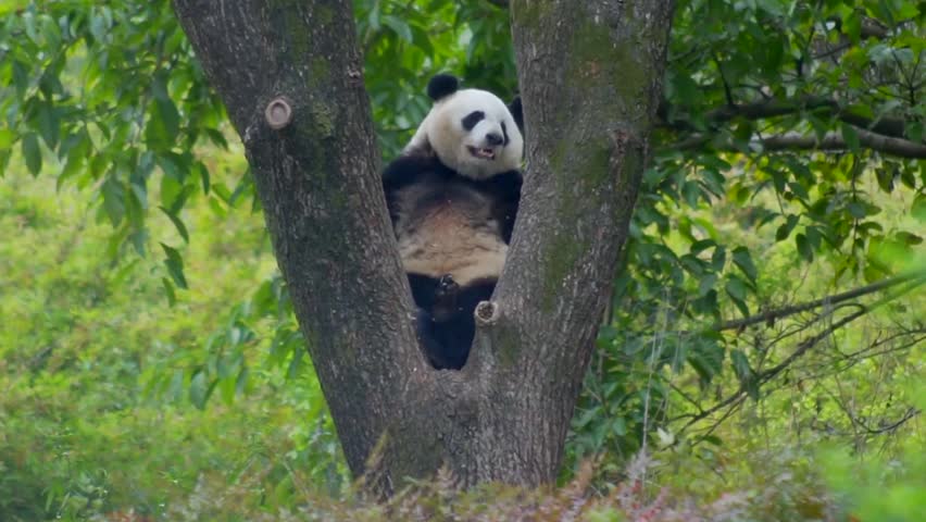 Giant Panda on a tree sleeping, Chengdu China