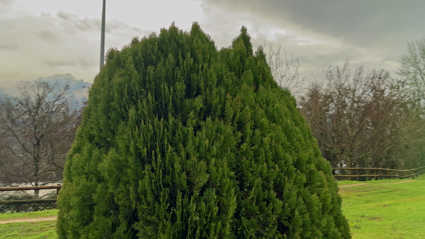 Vibrant Green Conifer in a Cloudy Landscape