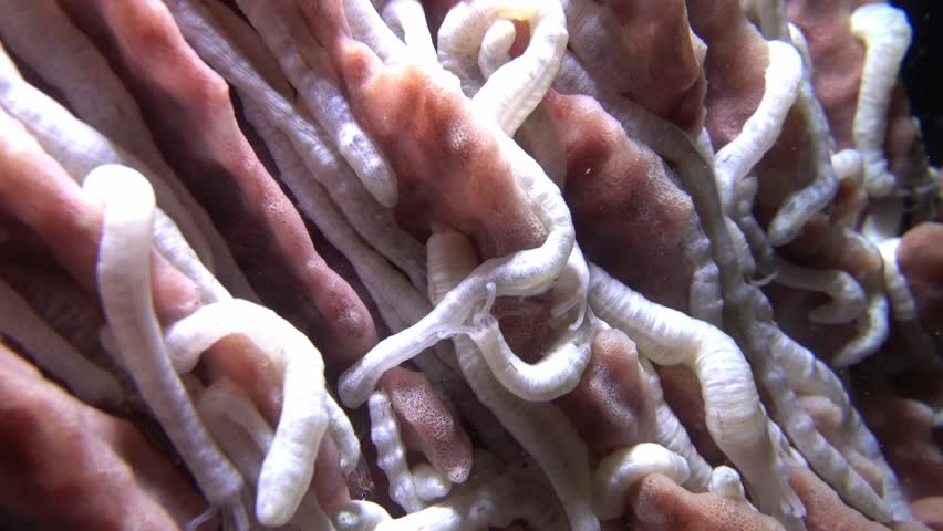 Footage Represents Fascinating Sea Worm Stock Footage Video (100% ...