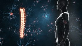 3D Rendered Medical Animation of Spine - Cervical Vertebrae Injury. X ray video background