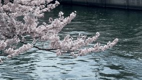 Sakura tree branches waving above blue river landscape, cherry blossom water