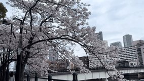 Japanese waterfront cityscape sakura tree cherry blossom flowered trees skylin