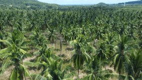 Embark on a visual journey through Thailand's coconut farms, capturing the essence of rural sustainability under the radiant sun and clear blue skies.
