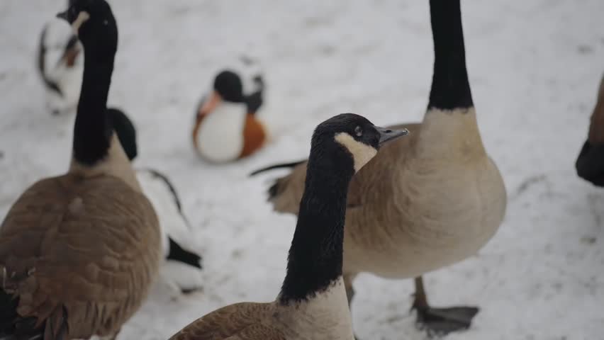 Canada goose (Branta canadensis) is large wild goose species with black head and neck, white cheeks, white under its chin, and brown body. Native to arctic and temperate regions of North America.