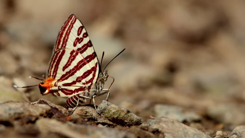 Low angle view of a long-banded silverline (Cigaritis lohita) butterfly puddling on the ground in daytime in summer season in nature forest habitat.