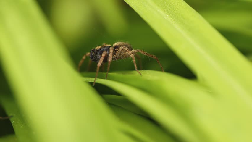 Hairy UK wolf spider in macro close up raising it
