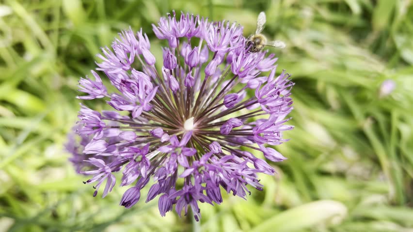 Ornamental Lily, Giant Lily, Allium Giganteum is a beautiful ornamental plant in the garden and has purple flowers.