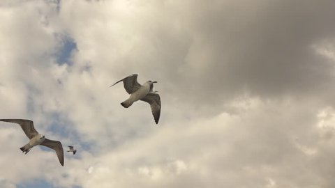 gulls flying in the gray sky
