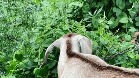 A beautiful goat is eating grass by the pond, green grass everywhere, black and white goat, full 4k quality video.