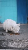 A white homeless cat with sad eyes is eating dry food on the asphalt in front of a blue wall. Vertical video.