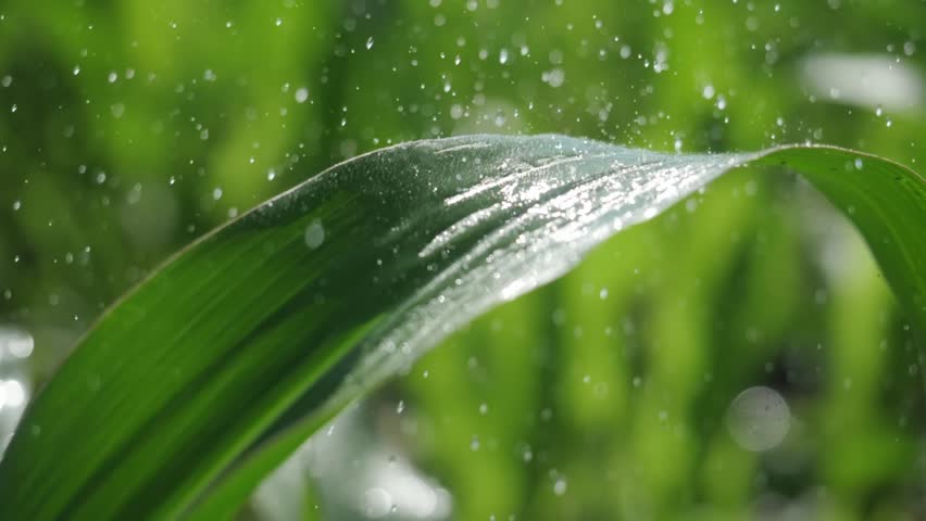 watering green corn leaves. irrigation, lack of water, environment. agriculture irrigation, water scarcity impacts on rainfed crops