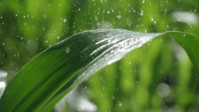 watering green corn leaves. irrigation, lack of water, environment. agriculture irrigation, water scarcity impacts on rainfed crops - Powered by Shutterstock - Get 15% off with code: PIKWIZARD15
