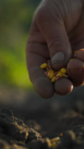 Vertical position. Hands holding corn kernels. A farmer holds seeds for planting in a field at sunset. Spring sowing work. Countryside, nature, man holding yellow seeds for sowing