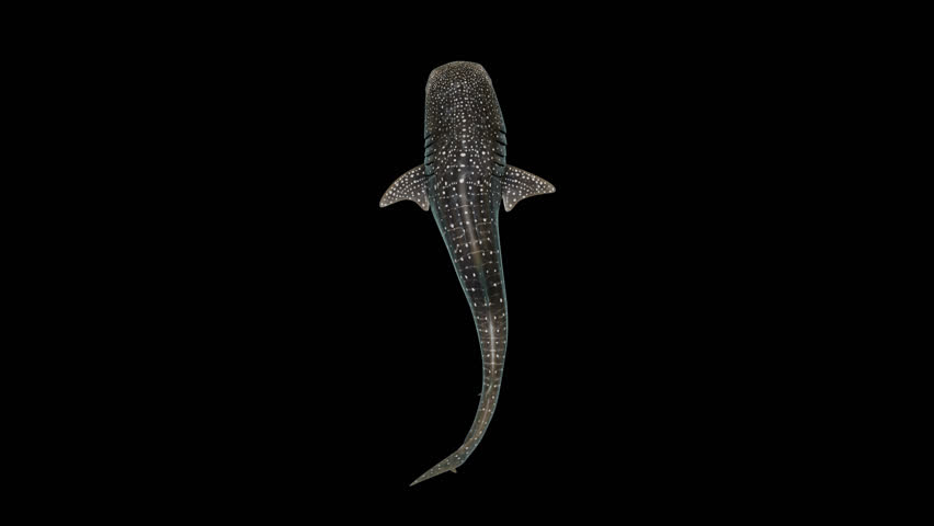 3D render of a whale shark swimming in a loop, seen from the top view , with a clean alpha channel in 4K resolution.
Rhincodon typus is a slow-moving, filter feeding carpet shark and the largest fish.