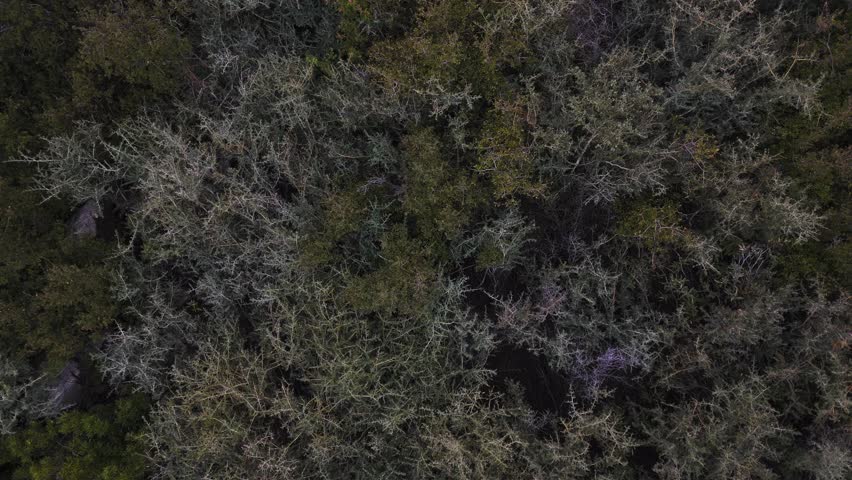 Zoom Out of Dense Forest with a Variety of Alive and Dead Trees. Foggy Afternoon in Angeles National Forest, California