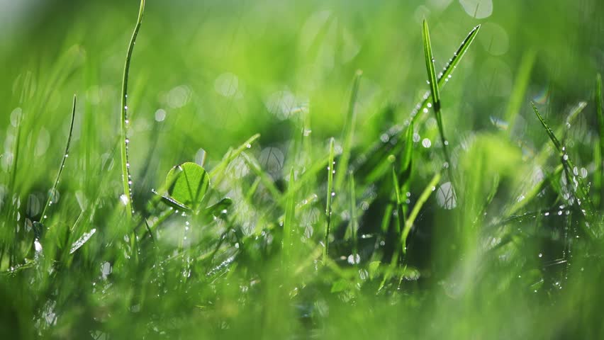 Grass with rain drops. Watering lawn. Rain. Blurred Grass Background