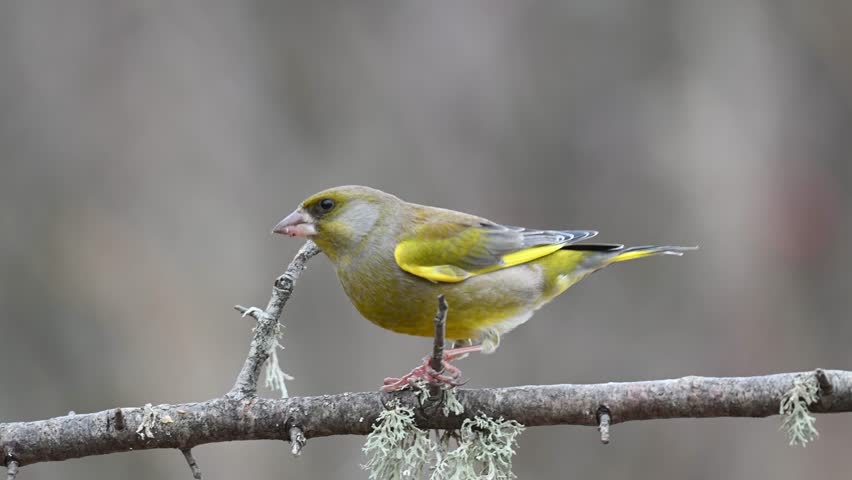 European Greenfinch Chloris chloris, in the wild. Songbird. Close up.