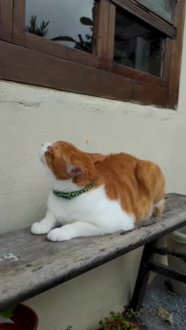 Cat sitting in houtong cat village Today it is known as a village with many cats living in it in Houtong Ruifang District Taiwan