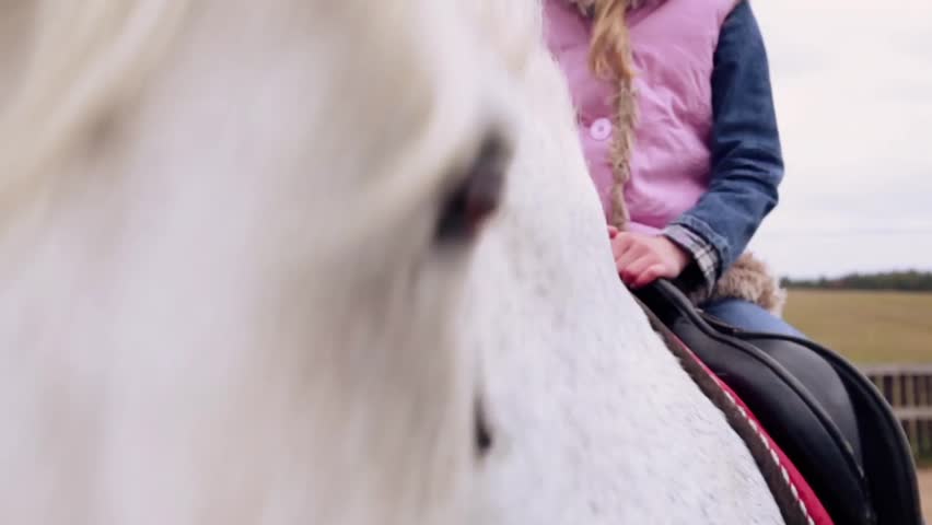 curious horse looks at the camera