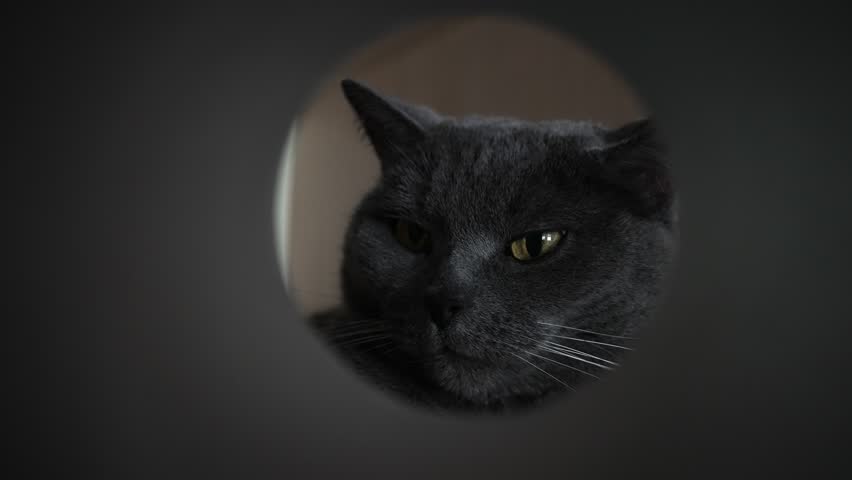 British domestic cat yawns with its mouth wide open, showing sharp fangs. Portrait of pet in circle.