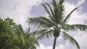 Stock video HDR palms in the wind 4k 60p