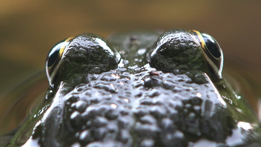 Head with large eyes Pelophylax is genus of true frogs (water frog) sits in water of forest swamp among algae. Macro view reptile in wild