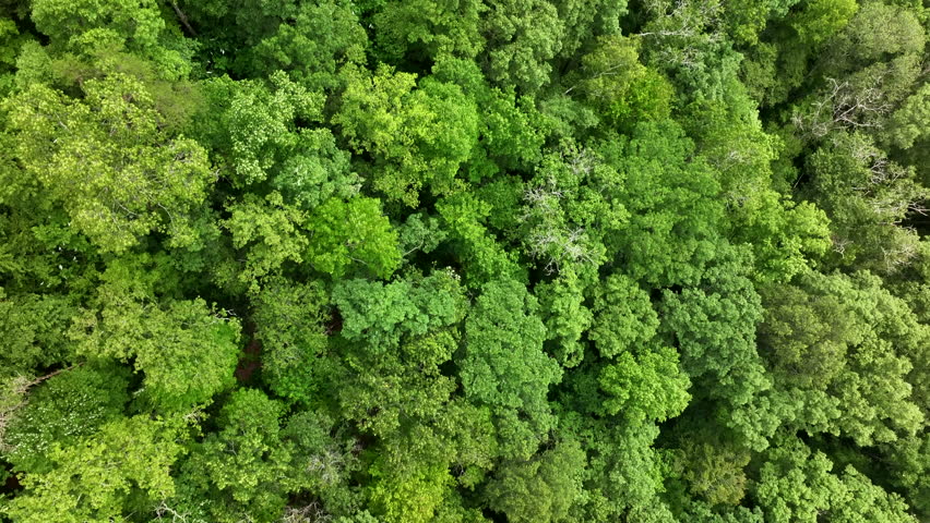 flying drone over kentucky forest