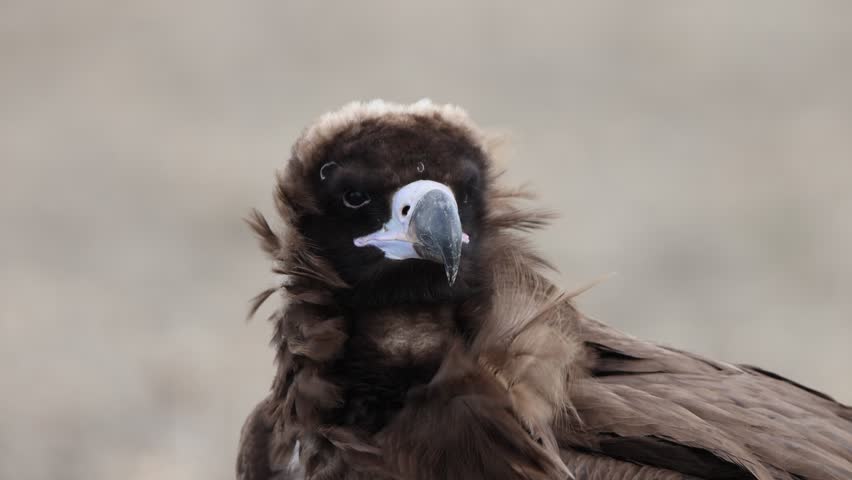 Cinereous vulture or Eurasian black vulture (Aegypius monachus) is a large raptor in the family Accipitridae and distributed through much of temperate Eurasia. 