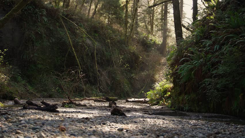 Fern canyon with light beams coming through the trees in redwood national park