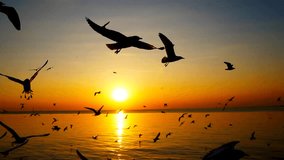 sea ocean seagulls bird beautiful sun nature video,Scenic landscapes,Serene wilderness,Natural beauty.
