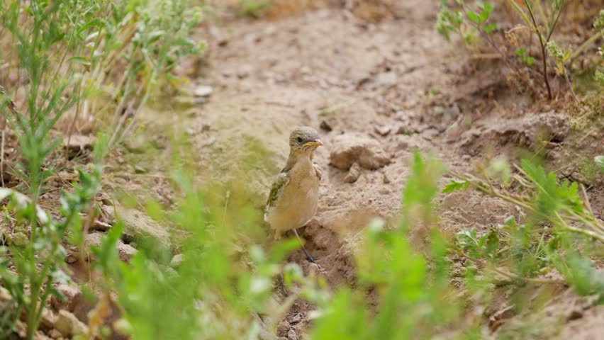 Small chick of Lark on the ground in the steppe
