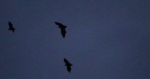 Bat flying on the sky during dawn ; noisy video during night time
