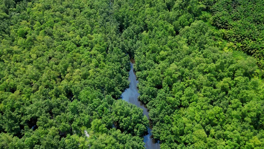 Aerial view from Malanza river revealing the green forest of south of Sao Tome,Africa
