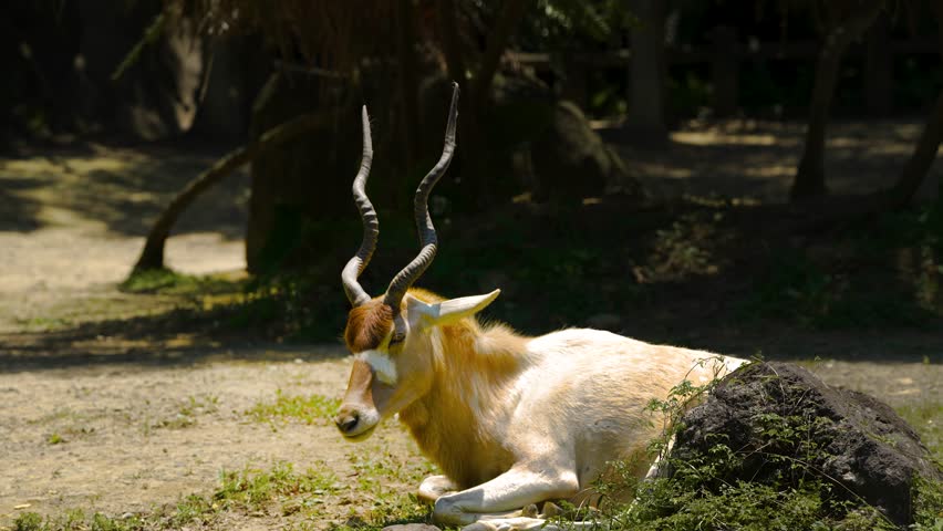 Addax sitting on the ground in the zoo
