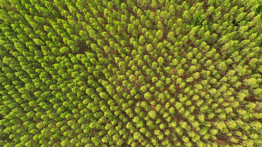 From above, the eucalyptus forest unveils a lush expanse, trees standing shoulder to shoulder, their vibrant green canopies painting a picture of prolific growth and timber abundance.
