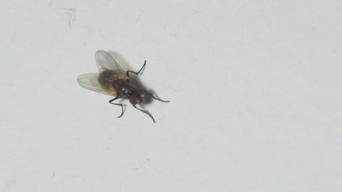 House fly insect preening itself on white background