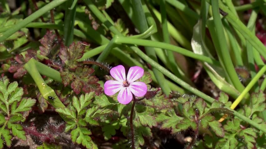 Herb-Robert,Geranium robertianium. Single flower with nearby spider. Spring. UK