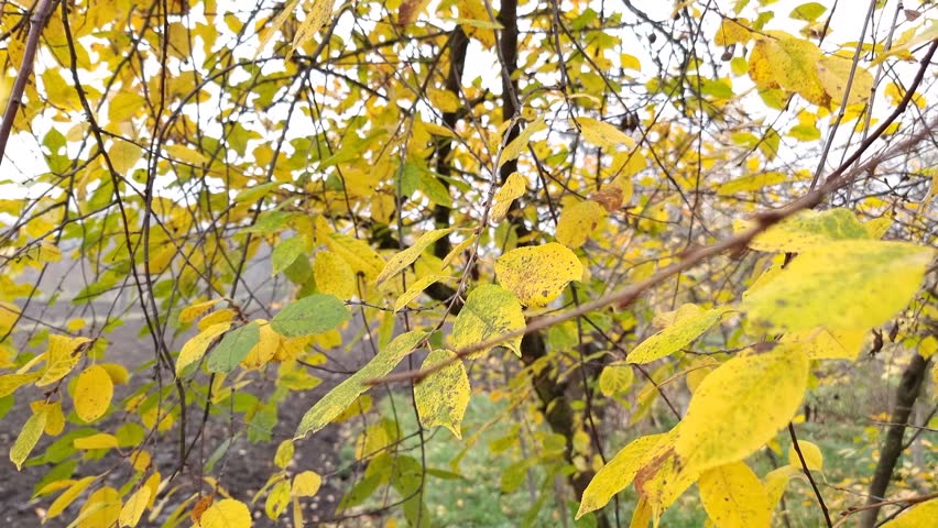 Yellow leaves on the branches of a cherry tree in an autumn garden. Royalty-Free Stock Footage #3500646617