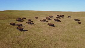 Aerial view of a herd of bison grazing in the steppe. - Powered by Shutterstock - Get 15% off with code: PIKWIZARD15