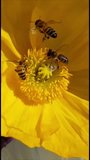 Bees gather pollen from a yellow flower, their bodies coated in its golden dust. The fully bloomed flower boasts vibrant yellow petals and is encircled by lush green foliage.